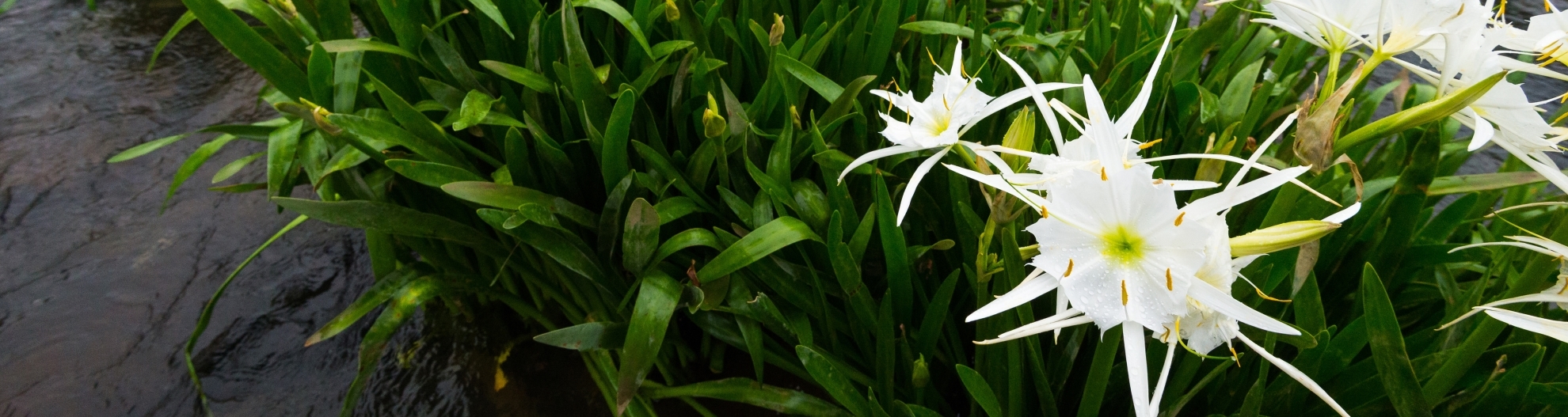 Cahaba Lillies on the Cahaba River